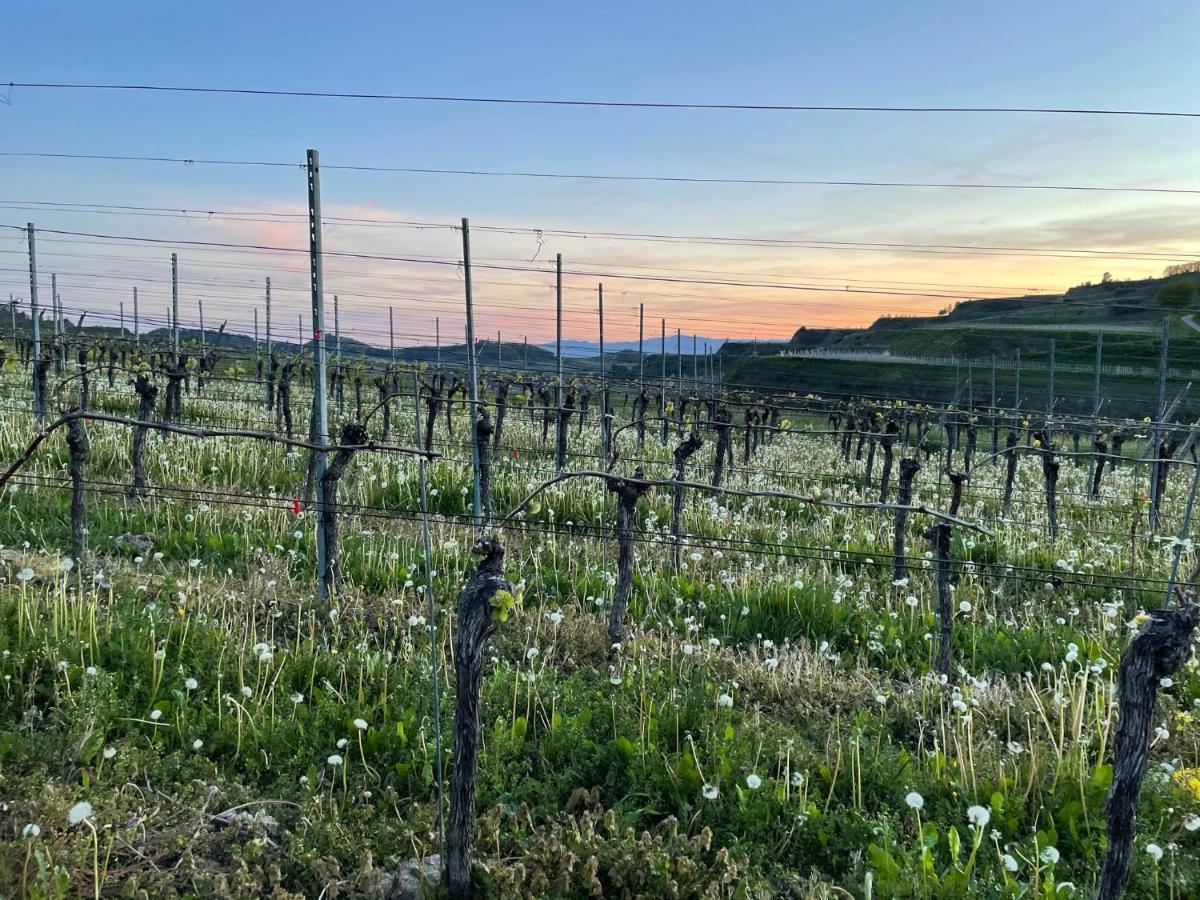 Weingut & Strausswirtschaft Vogel Daire Vogtsburg Dış mekan fotoğraf