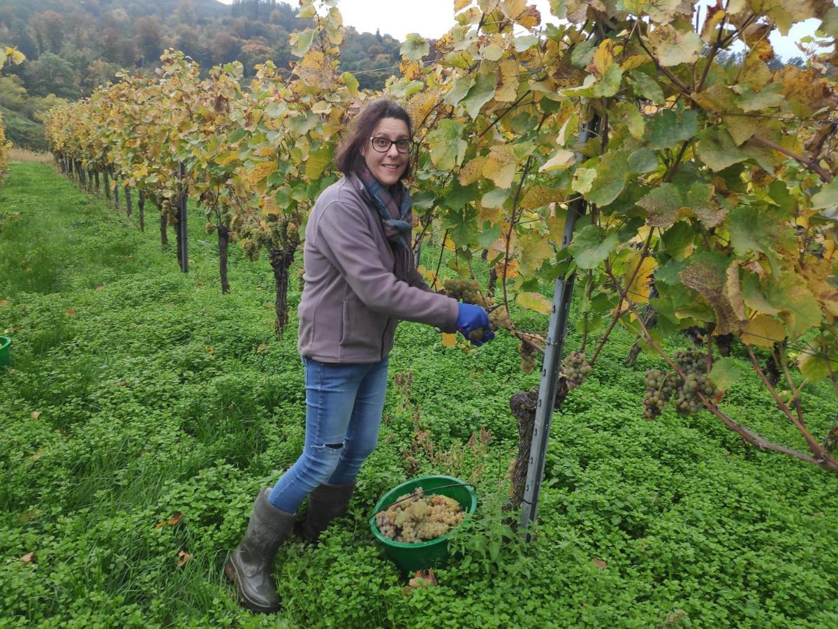 Weingut & Strausswirtschaft Vogel Daire Vogtsburg Dış mekan fotoğraf