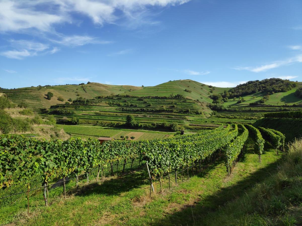 Weingut & Strausswirtschaft Vogel Daire Vogtsburg Dış mekan fotoğraf