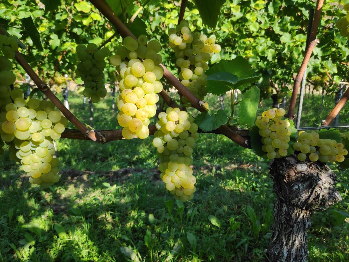 Weingut & Strausswirtschaft Vogel Daire Vogtsburg Dış mekan fotoğraf