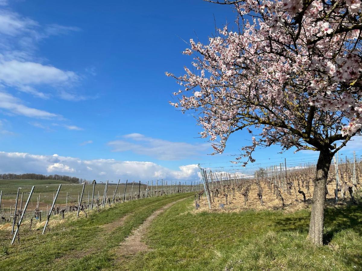 Weingut & Strausswirtschaft Vogel Daire Vogtsburg Dış mekan fotoğraf